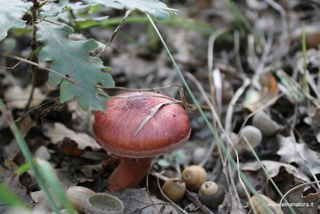 Bivacco Grandi Querce
